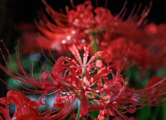 静寂の紅