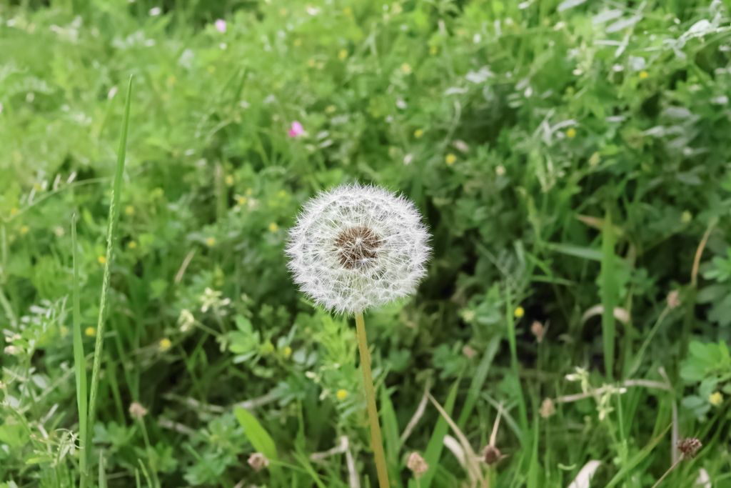 綿毛