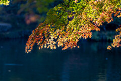 秋色のグラデーション