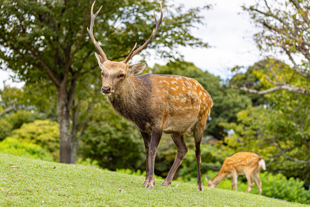 山上の鹿
