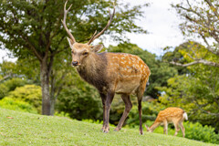 山上の鹿