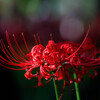 紅の暁