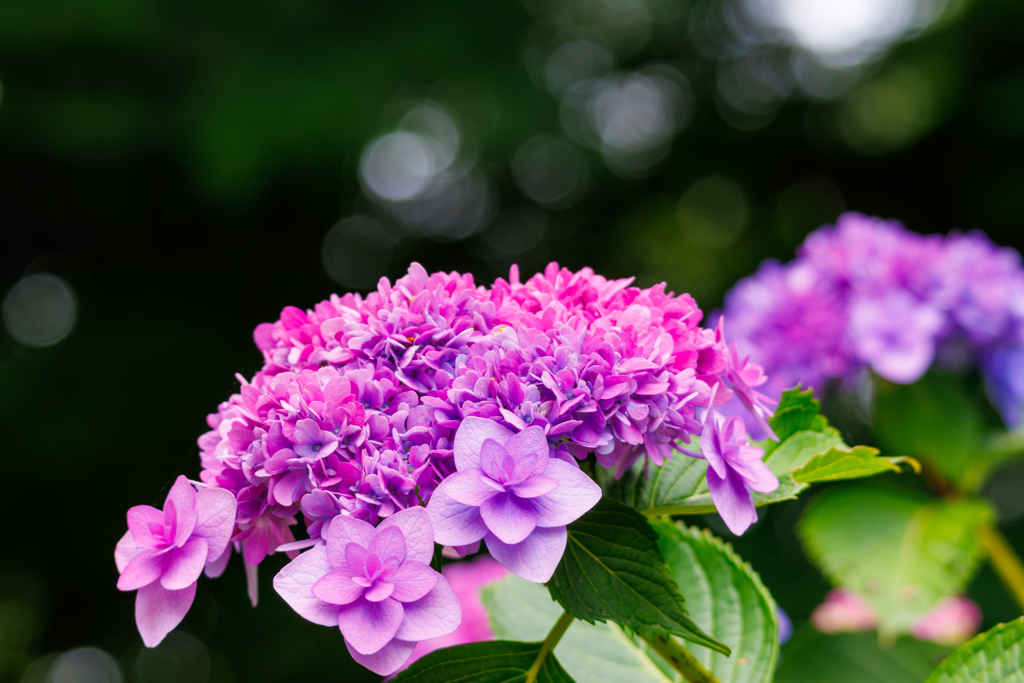 紫陽花