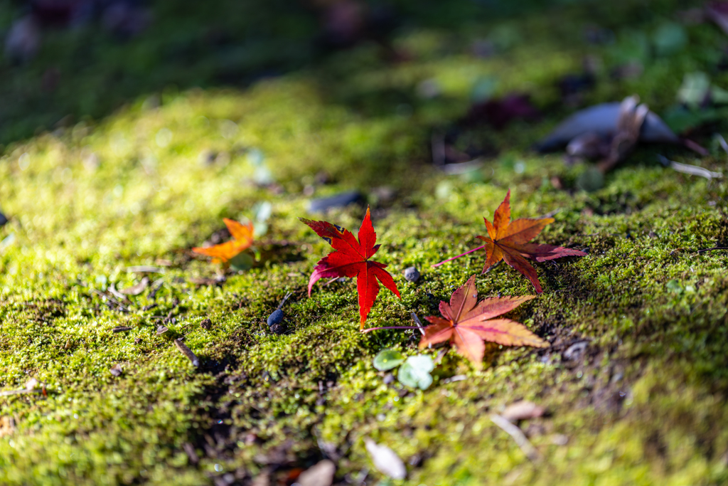 紅葉狩り