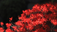 赤く色付いた葉っぱたち