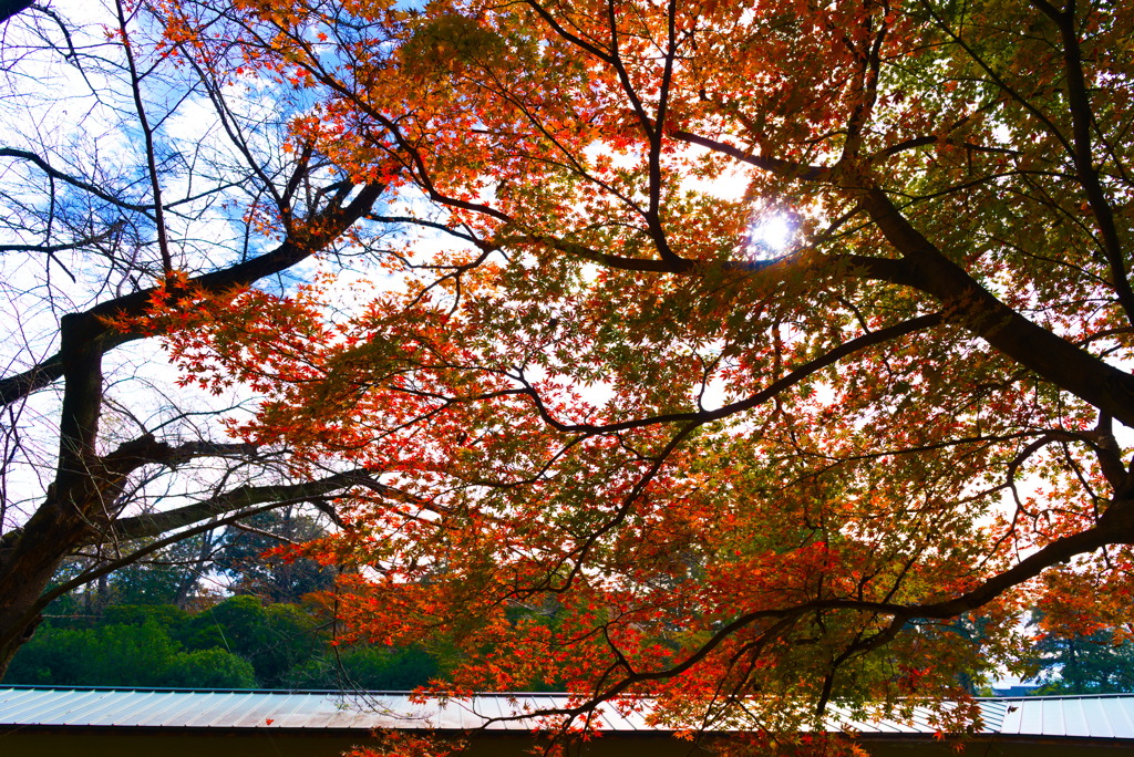 保土ヶ谷公園少し紅葉