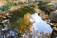 水の中の紅葉