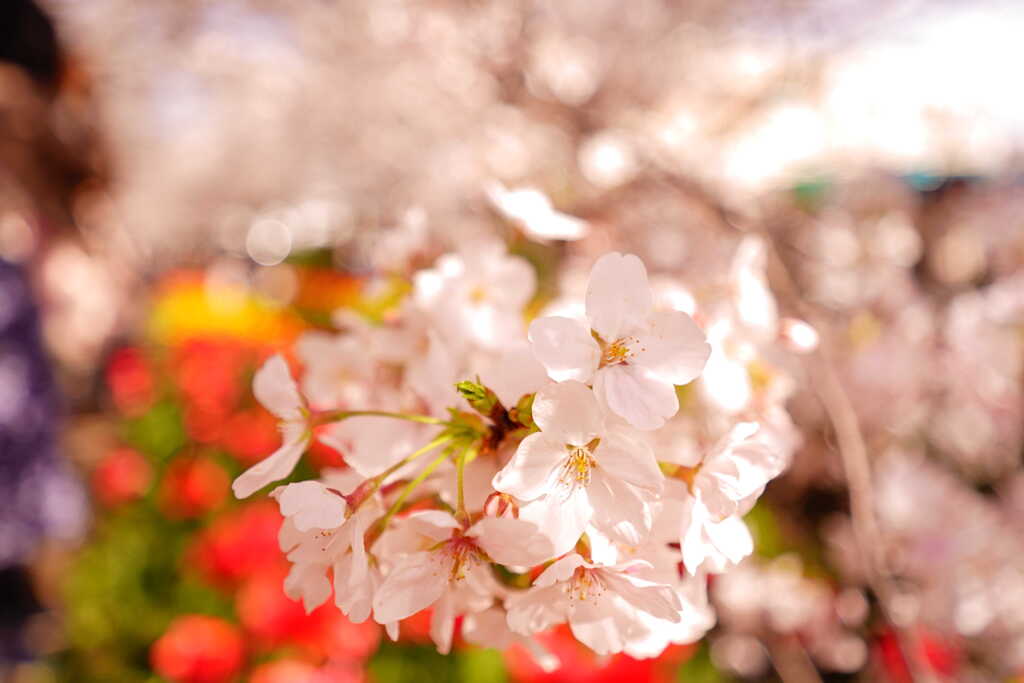 お花見日和