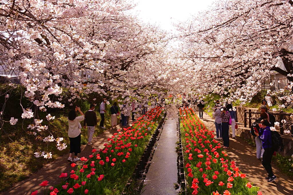 桜とチューリップ