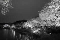 夜桜