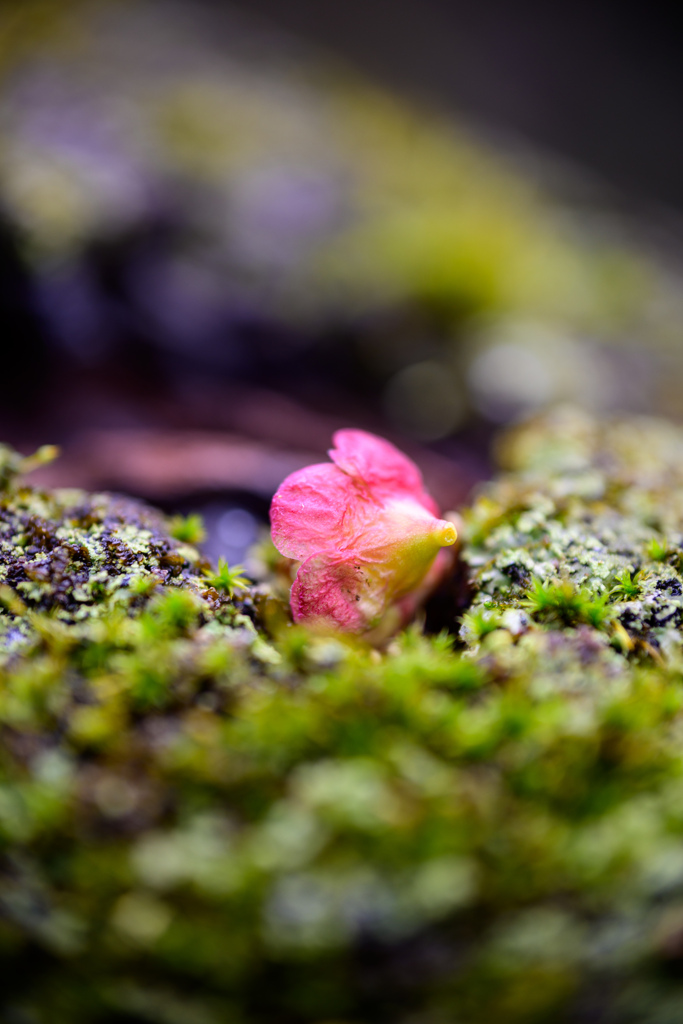 落ちた花