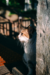 野良猫