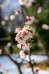 桜(たぶん)