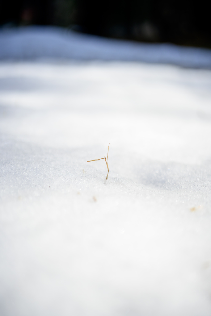 雪の上によくあるやつ