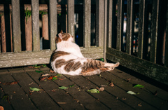 野良猫は宇宙を目指した
