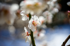 雪の花