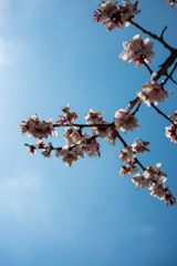 青空の花