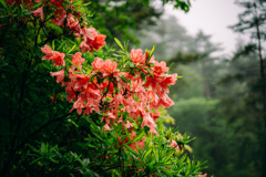 雨の日の花