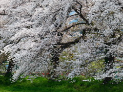 残る桜 咲き出す桜（１）