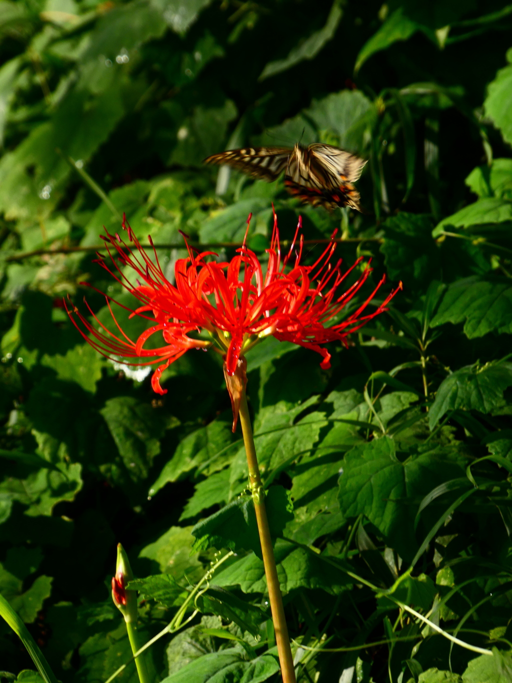 見沼代用水西縁 彼岸花2025（７）