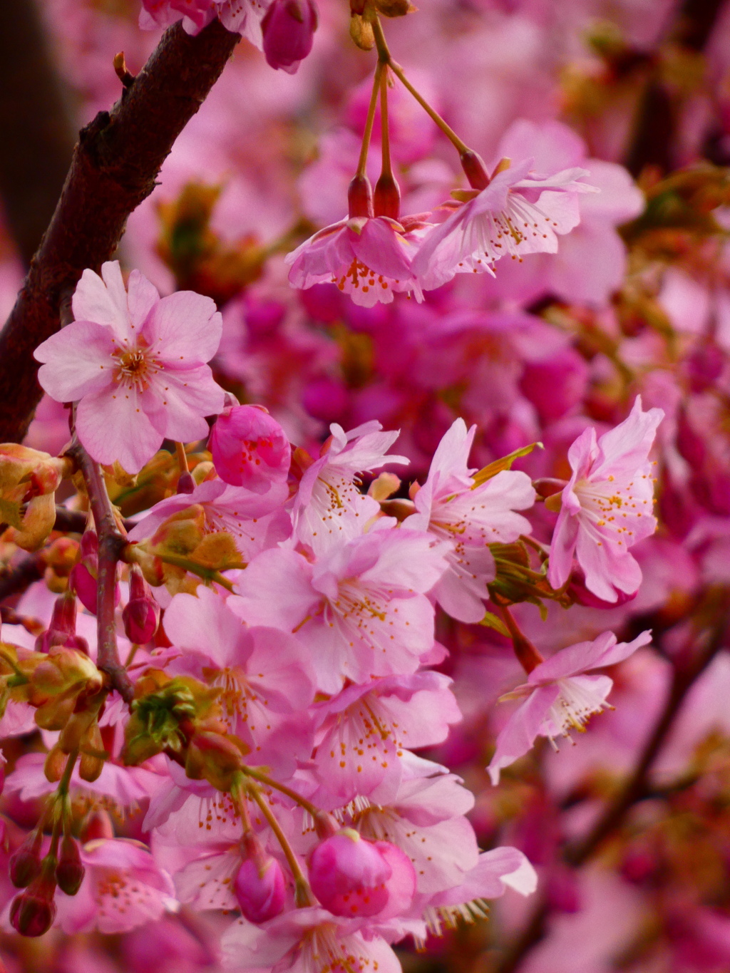 自治会内の河津桜