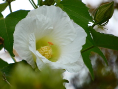 素顔の酔芙蓉