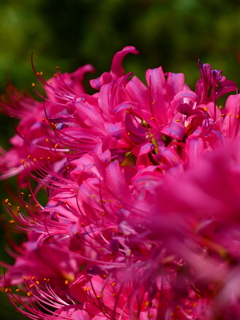 リコリス（６）