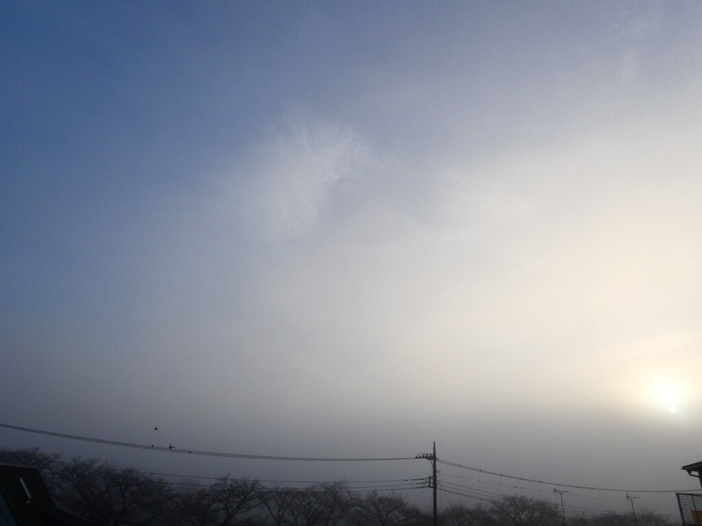 鳩さんのいる濃霧の朝