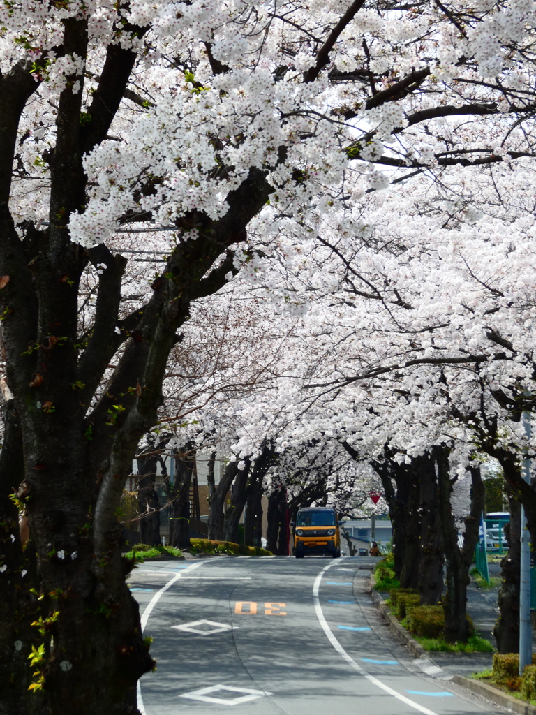 桜のトンネル