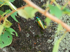 玉虫色のタマムシ