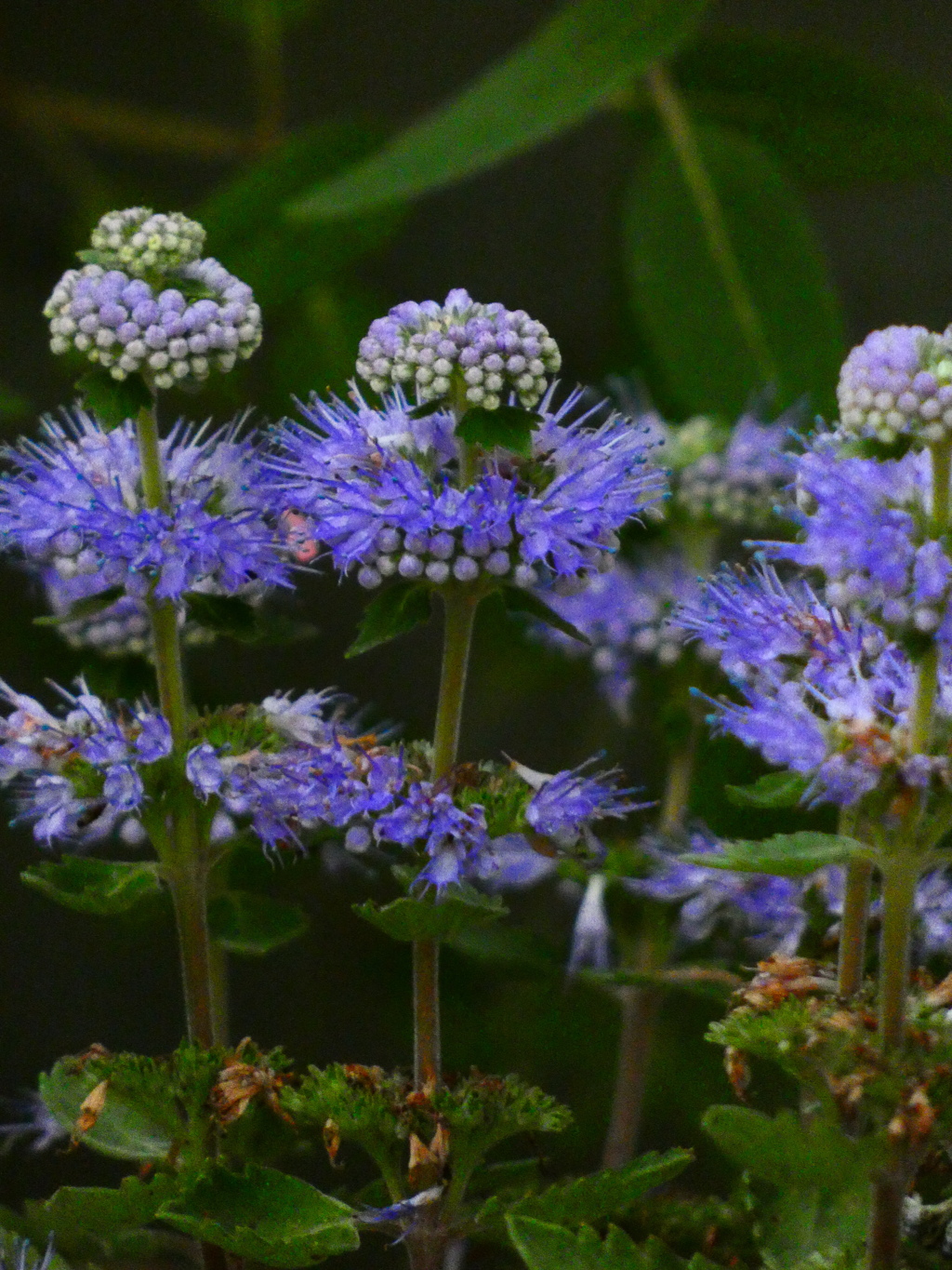 ブルーミストサファイア