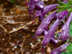 ロックンロール・ディープパープル ロックンロール・ディープパープル