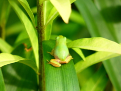アマガエル