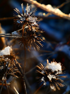 冠雪