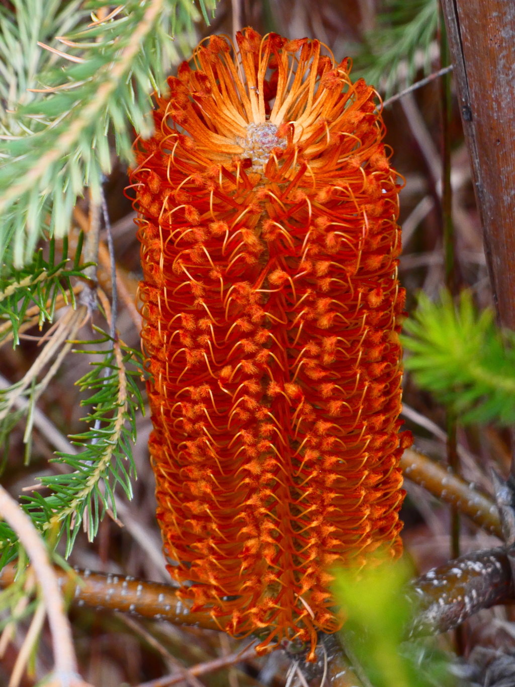 バンクシア・エリシフォリア