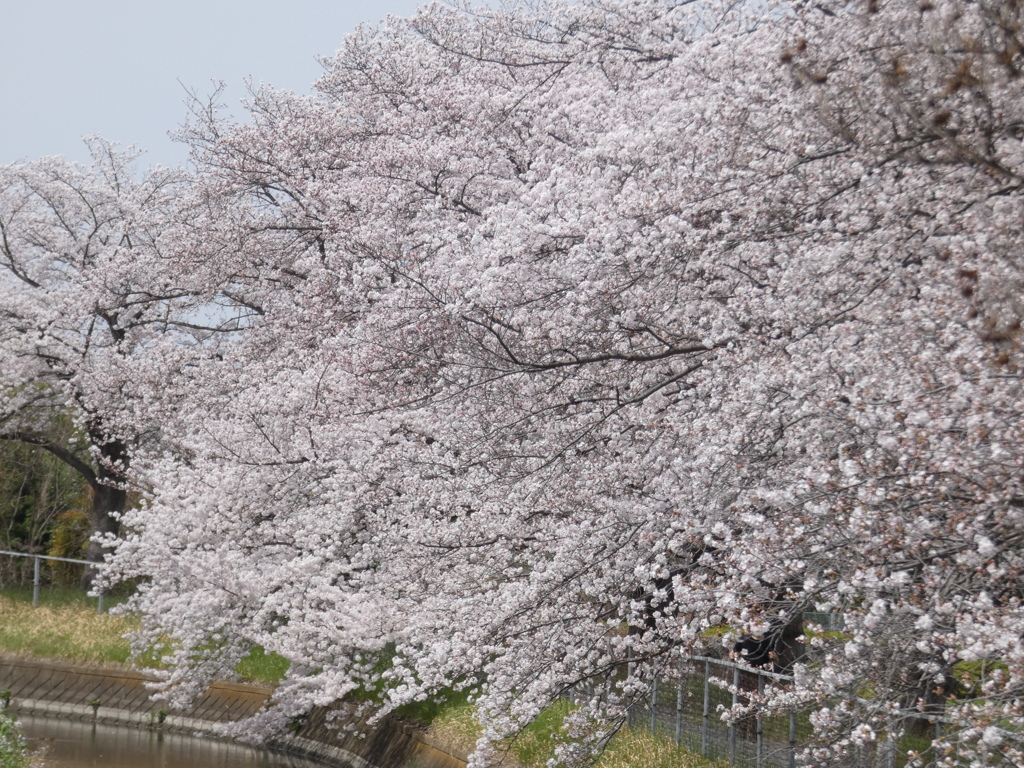 桜回廊