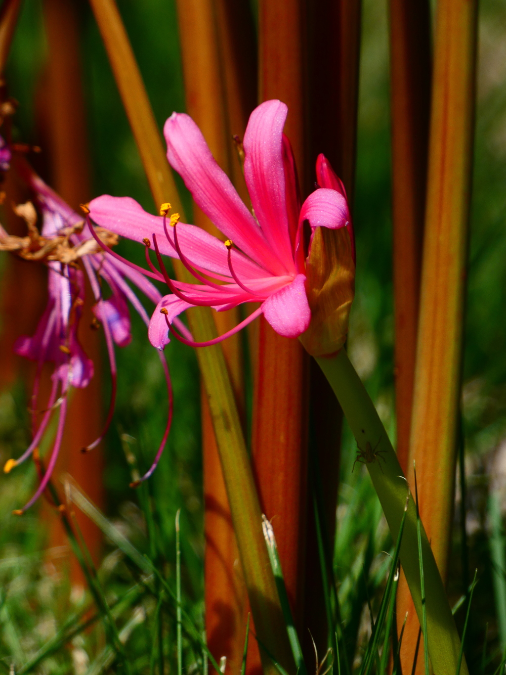 リコリス（５）