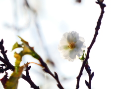 三分の一の精鋭