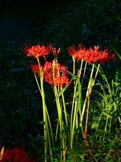 見沼代用水西縁 彼岸花2025（４）