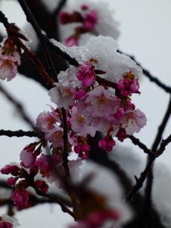 冠雪の安行寒桜