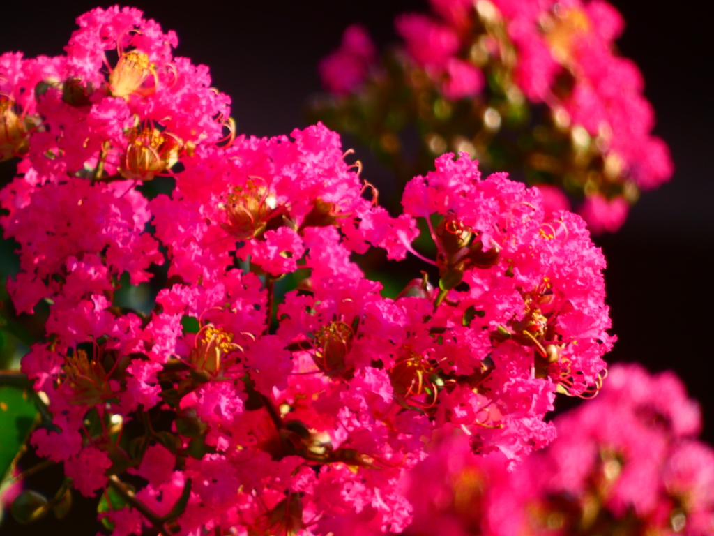 赤のサルスベリ