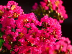 赤のサルスベリ