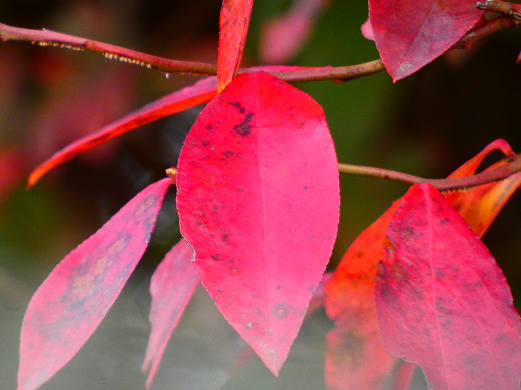 ブルーベリーの紅葉