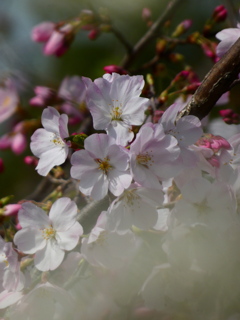 桜花