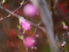 桃の節句に寄せて（３）