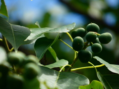 ナンキンハゼの実り