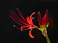 見沼代用水西縁 彼岸花2025（11）