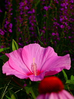 タイタンビカス