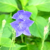 小さなお客さん