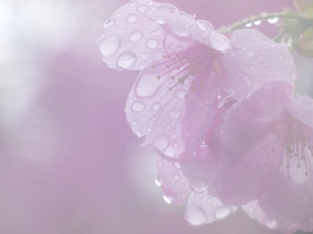 雨の中の桜 ー大寒桜（２）－